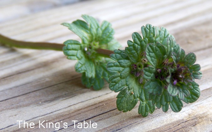 A henbit stem, just before the pink flowers form. | The King's Table
